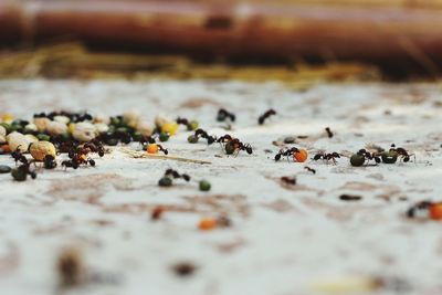 Close-up of ants