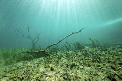 Underwater view of plitvice lakes, croatia