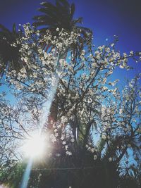 Low angle view of trees against blue sky