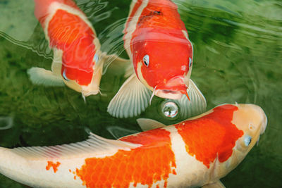 Close-up of koi fish in sea