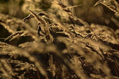 Close-up of crops on field