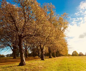Trees against sky during autumn