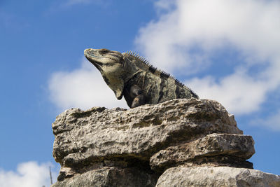 Low angle view of lizard on rock against sky
