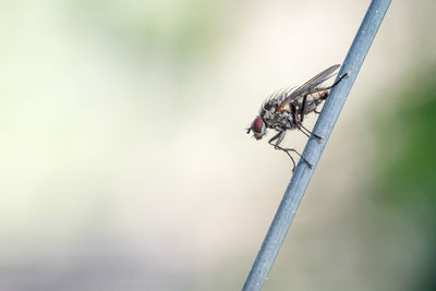 Close-up of dragonfly on twig