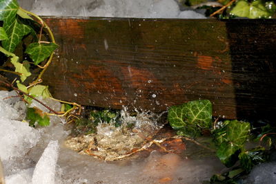 Close-up of plants