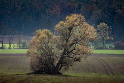 Trees on field during autumn