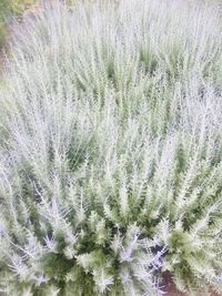 Full frame of water drops on plant