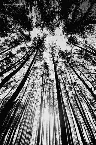 tree, low angle view, nature, no people, outdoors, growth, tree trunk, branch, sky, forest, day, tranquility, beauty in nature, scenics