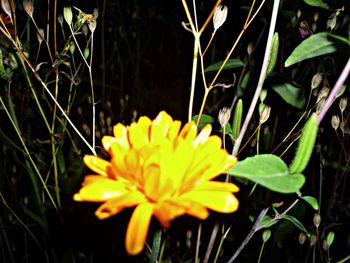 Close-up of yellow flower