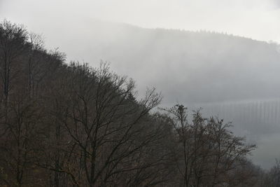 Bare tree against sky during foggy weather