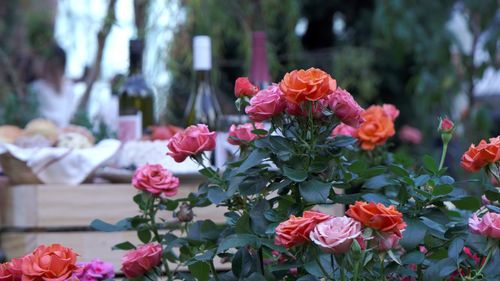 Close-up of pink flowers