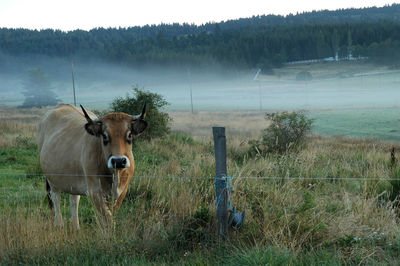 Cows standing in field
