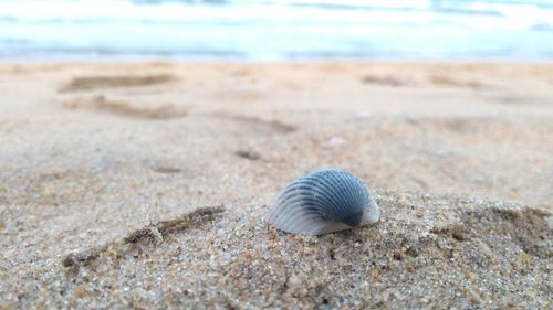 Close-up of seashell on beach