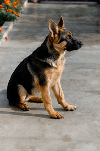 German shepherd sits sideways, turning his head, and looks into the camera, waiting for the command. 