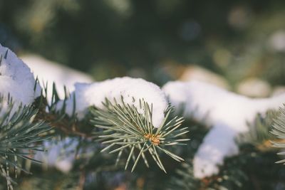 Close-up of snow on twig