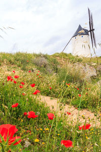 Red poppies on field against sky