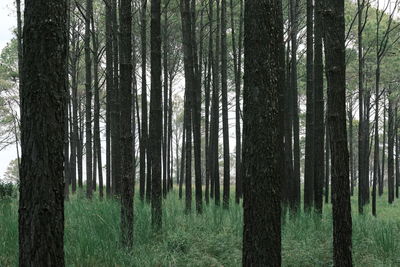 Pine trees in forest