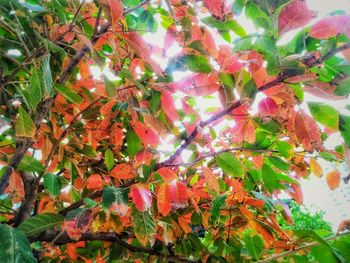 Close-up of autumn tree