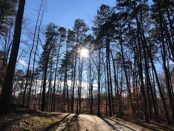 Road amidst trees in forest against sky