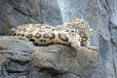 Cat sleeping on rock