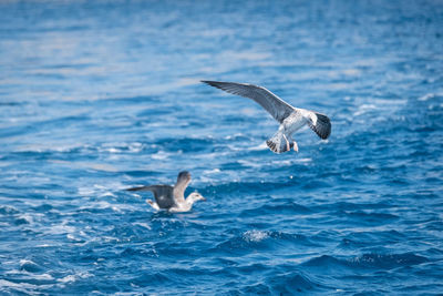 Seagulls flying over sea