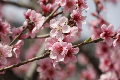 Close-up of pink cherry blossom