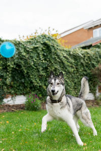 Dog on grass against sky