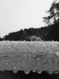 Close-up of snow on tree against sky