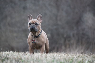 Dog on grass