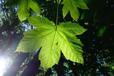 Close-up of green leaves on tree