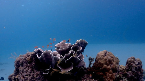 Coral at isla verde
