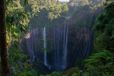 Scenic view of waterfall in forest