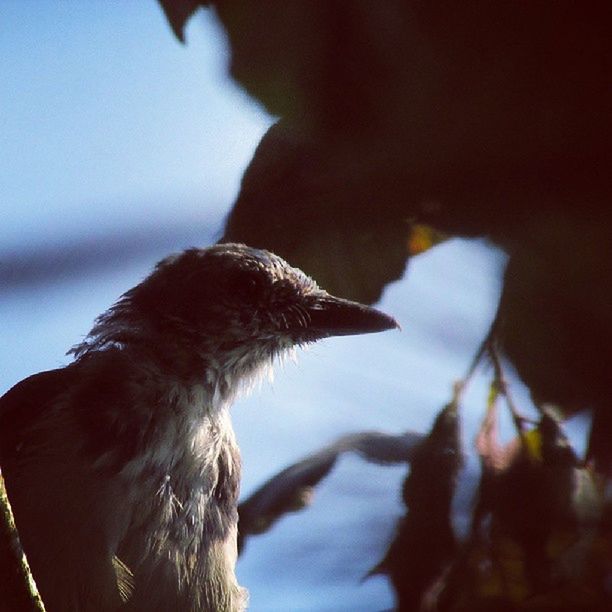 focus on foreground, close-up, low angle view, sky, selective focus, nature, day, part of, outdoors, tree, wood - material, no people, cropped, branch, one animal, dusk, wooden post, bird, beauty in nature, tranquility