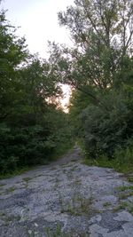 View of trees in park