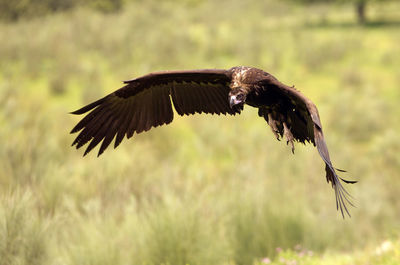 Bird flying in a field