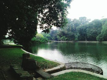 Scenic view of river in forest