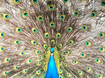 Close-up of peacock