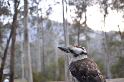 Close-up of bird perching on a tree