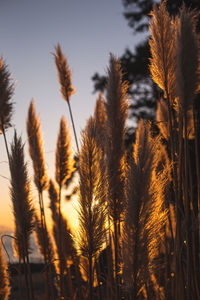 Close-up of stalks in field against sky