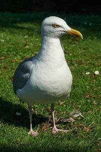 Close-up of seagull perching on land