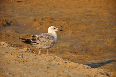 Side view of seagull on beach