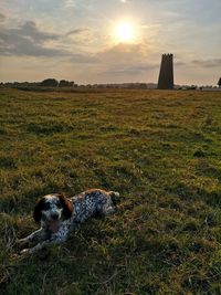 View of dog on field during sunset