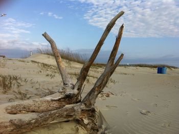 Dead tree on sand at beach against sky