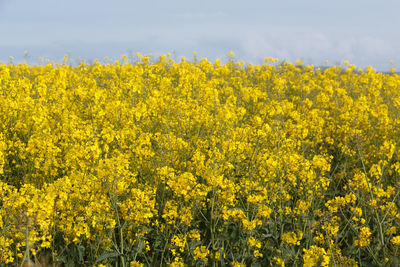 Scenic view of oilseed rape field