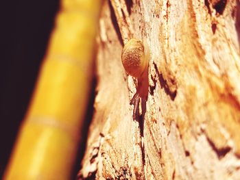 Close-up of tree trunk