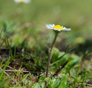 Close-up of yellow flowering plant on field