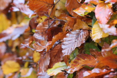 Close-up of autumnal leaves