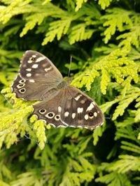 Close-up of butterfly on leaf