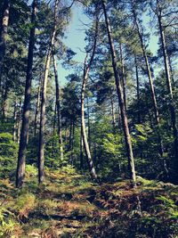 Trees in forest