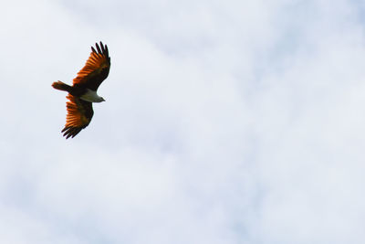 Low angle view of bird flying